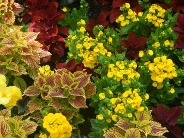 Flora, Butchart, Vancouver Adası İngiliz Kolombiyası - Kanada