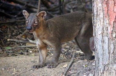 Fossa, Cryptoprocta ferox Kirindy Ormanı - Madagaskar