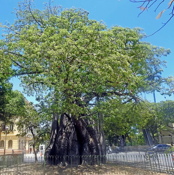 Baobab Στο Κέντρο Της Recife Βραζιλία — Φωτογραφία Αρχείου