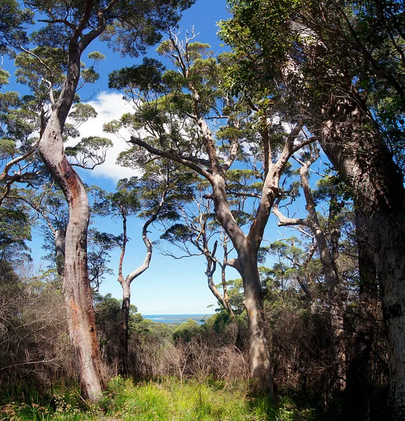 Eucalyptus Skogar Karri Forest Utforska Drive Tree Top Trail Australien — Stockfoto