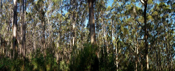 Eucalyptus forests on the Karri Forest Explore Drive on the Tree Top Trail - Australia