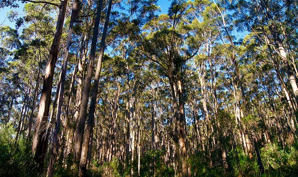 Eucalyptus Forest Explore Drive Tree Top Trail — стокове фото