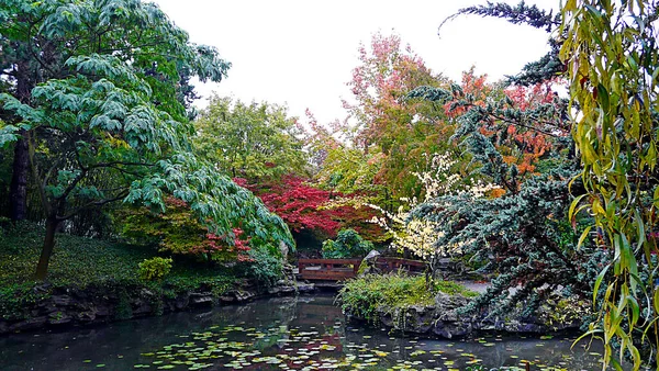 Flora Autumn Sun Yat Sen Chinese Garden Vancouver British Columbia — 스톡 사진