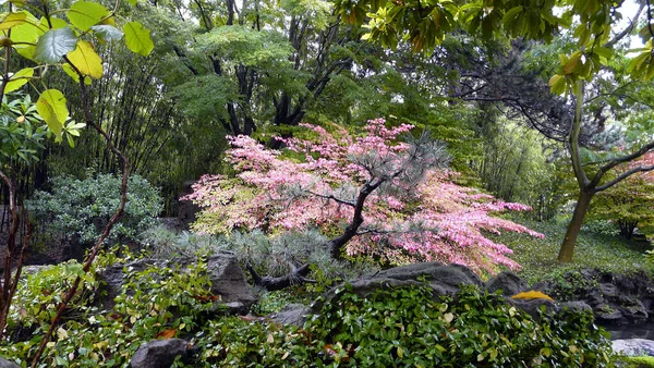 Flora Autumn Sun Yat Sen Chinese Garden Vancouver British Columbia — 图库照片