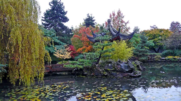 Flora Осінь Sun Yat Sen Chinese Garden Vancouver British Columbia — стокове фото