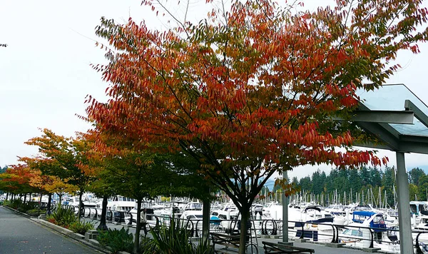 Flora Outono Vancouver British Columbia Canadá — Fotografia de Stock