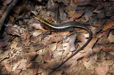 Gecko, Tsingy de Bemaraha Ulusal Parkı - Melaki, Madagaskar