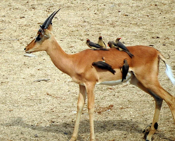 Gazelle Accompagnate Dagli Uccelli Kruger National Park Sud Africa — Foto Stock