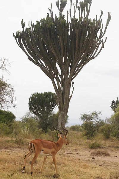 Een Mannelijke Thomsons Gazelle Eudorcas Thomsonii Nationaalpark Lake Nakuru Kenia — Stockfoto