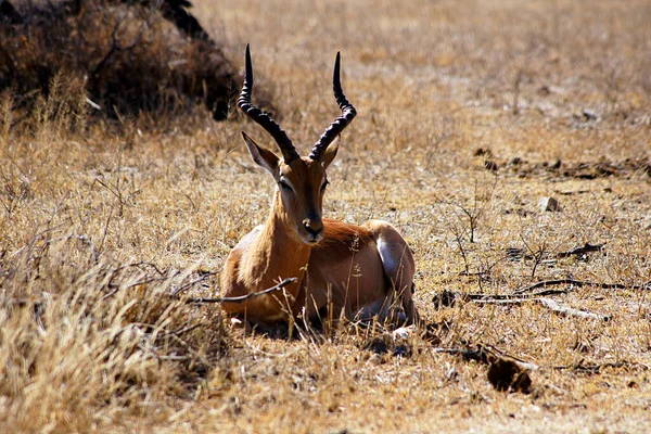 Gazelle Parque Nacional Kruger Sudáfrica —  Fotos de Stock