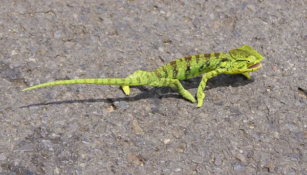 Gecko Auf Dem Nördlichen Plateau Madagaskars — Stockfoto