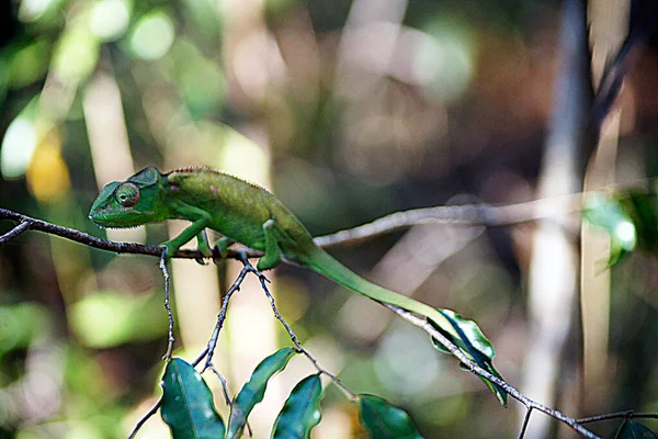 Groene Gekko Ankarafantsika Nationaal Park Madagaskar — Stockfoto