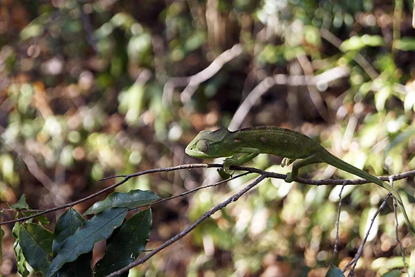 Grüner Gecko Ankarafantsika Nationalpark Madagaskar — Stockfoto