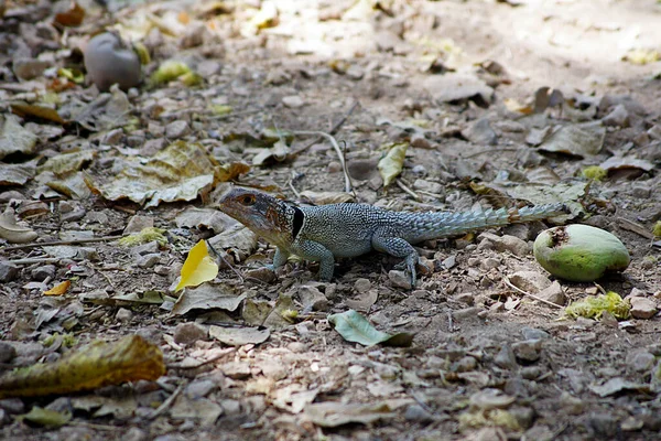 Gecko Ankarafantsika National Park Madagascar — Stock Photo, Image