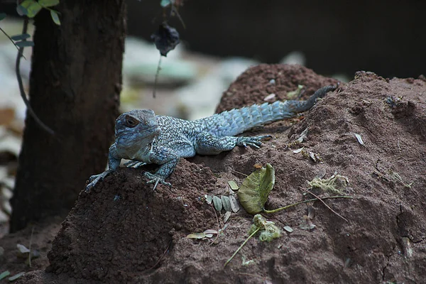 Gecko Parque Nacional Ankarafantsika Madagáscar — Fotografia de Stock