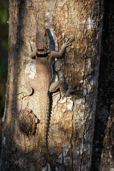 Геко Национальный Парк Анкарафанцика Мадагаскар — стоковое фото