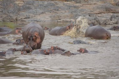 Hippo Çocuk Evi, Kruger Parkı - Güney Afrika