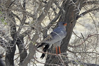 Gri Şahin, Etosha Ulusal Parkı - Namibya