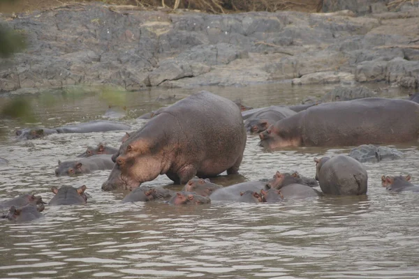 Hippo Nursery Kruger Park แอฟร กาใต — ภาพถ่ายสต็อก
