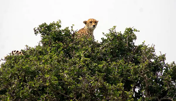 Watchful Chetah Ένα Δέντρο Masai Mara Κένυα — Φωτογραφία Αρχείου