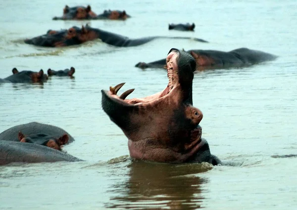 Hipopótamo Parque Nacional Umfolozi Sudáfrica — Foto de Stock
