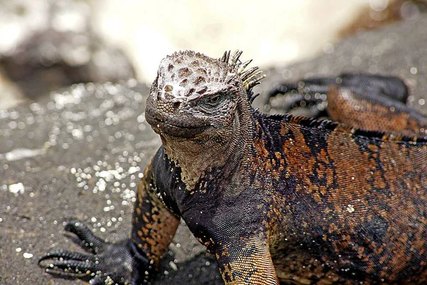 Marine Iguana Galapagos Islands Ecuador — Stock Photo, Image