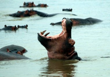 Hippopotamus, Umfolozi National Park - South Africa clipart