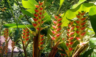 Soufriere 'li Flora, Saint Lucia - Fransa