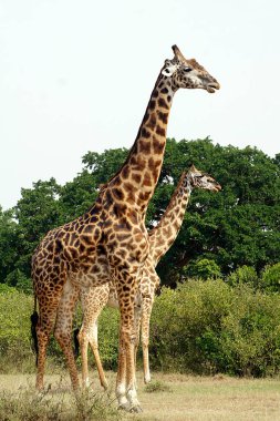 Masai Mara 'daki zürafalar - Kenya