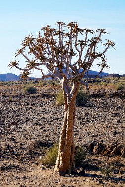 Sulu Karoo - Namib Çölü, Namibya