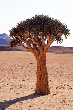 Swakopmund 'da leziz Karoo Namibya