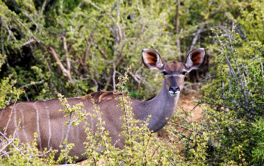 Kudu - Addo Fil Ulusal Parkı, Port Elizabeth, Güney Afrika