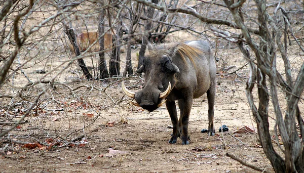 Warthog Kruger National Park Zuid Afrika — Stockfoto