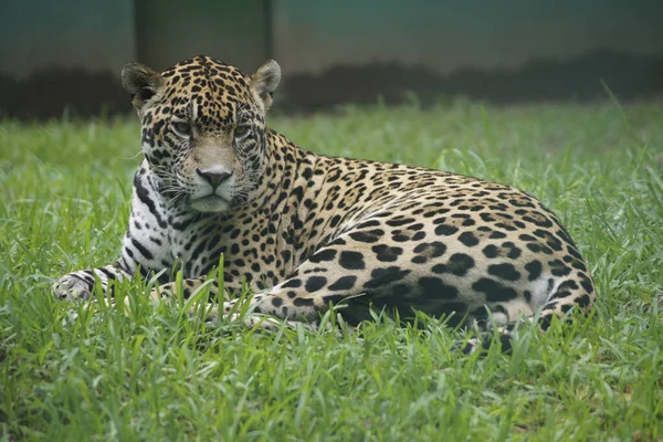 Κοντινό Πλάνο Της Jaguar Στη Villahermosa Μεξικό — Φωτογραφία Αρχείου