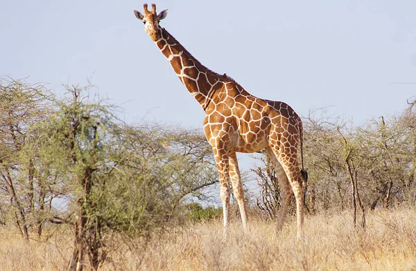 Žirafa Národní Rezervaci Samburu Keňa — Stock fotografie