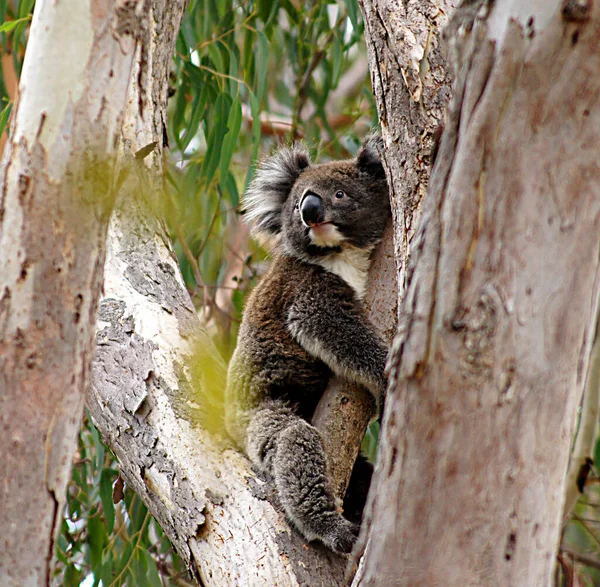 Koala Yanchep Ulusal Parkı Cervantes Avustralya — Stok fotoğraf