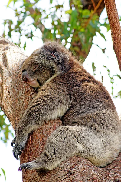Koala Yanchep National Park Cervantes Australia — Stock Photo, Image
