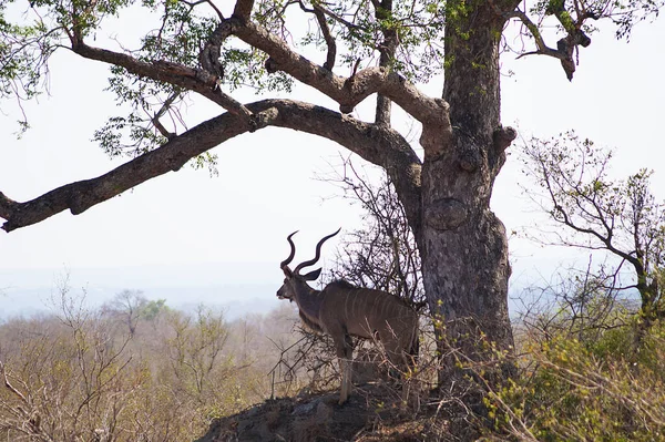 Kudu Parque Nacional Kruger Sudáfrica —  Fotos de Stock