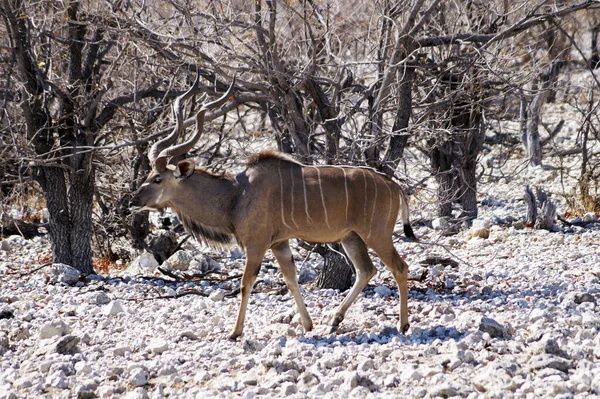 Kudu Fauna Selvatica Nel Parco Nazionale Ethosa Namibia — Foto Stock