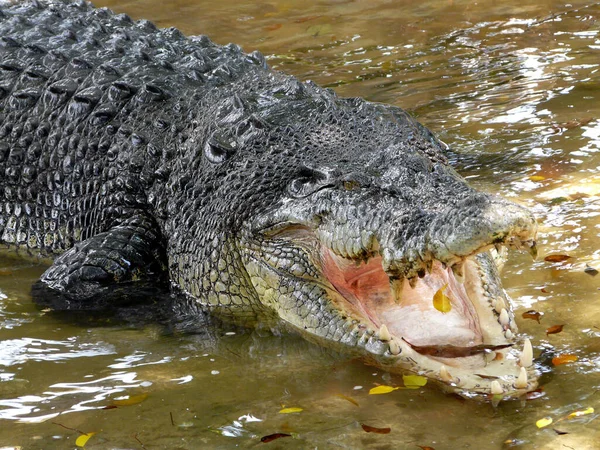 Crocodilo Gigante Lolong Davao Mindanao Filipinas — Fotografia de Stock