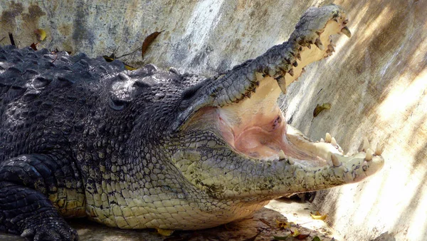 Giant Lolong Crocodile Davao Mindanao Philippines — Stock Photo, Image