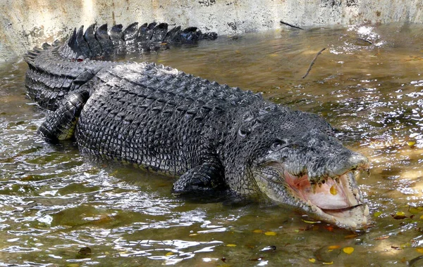 Krokodyl Olbrzymi Davao Mindanao Filipiny — Zdjęcie stockowe