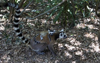 Isalo Ulusal Parkı 'ndaki Kata Lemur - Madagaskar