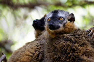 Isalo Ulusal Parkı 'ndaki kahverengi lemur. Madagaskar.