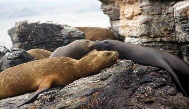 Deniz aslanları, Humboldt Pengueni Ulusal Rezervi - La Serena, Şili