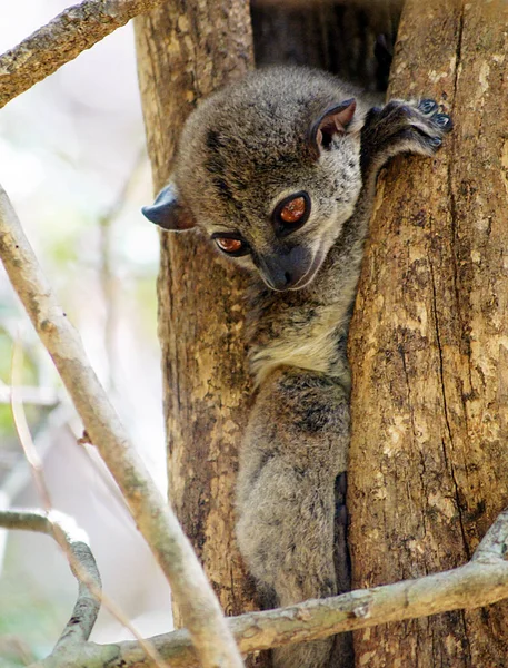 Leikkisä Yömaki Ankaranan Erityisreservi Madagaskar — kuvapankkivalokuva