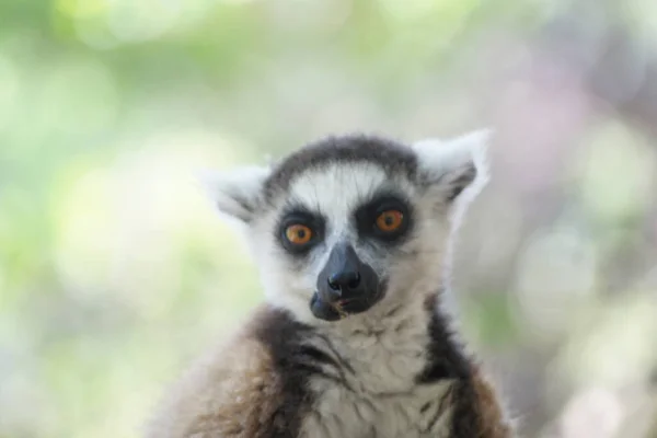 Lémur Kata Parque Nacional Isalo Madagascar — Foto de Stock