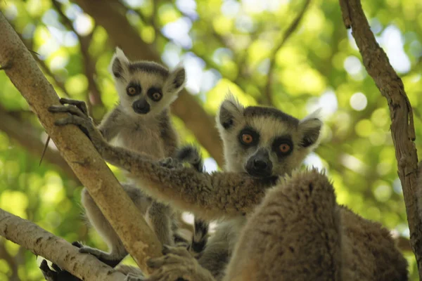 马达加斯加Isalo国家公园的Kata Lemur — 图库照片