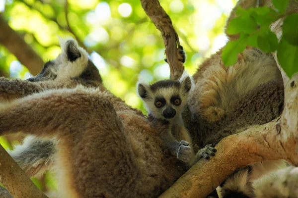 Kata Lemur Parku Narodowym Isalo Madagaskar — Zdjęcie stockowe