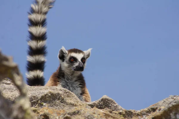马达加斯加Isalo国家公园的Kata Lemur — 图库照片